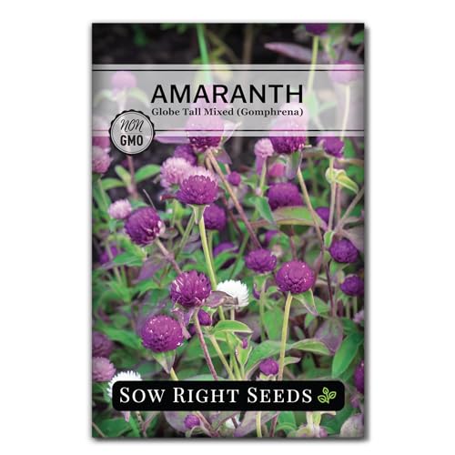 Sow Right Seeds - Tall Mixed Globe Amaranth Seeds for Planting - Non-GMO Heirloom Packet with Instructions to Grow an Outdoor Home Flower Garden - Gomphrena Pompom Flowers in Red Pink White (1)