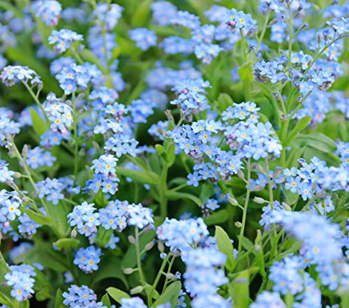 Earthcare Seeds Forget Me Not Water 200 Seeds (Myosotis palustris scorpioides) Heirloom - Open Pollinated Earthcare Seeds Forget Me Not Water 200 Seeds (Myosotis palustris scorpioides) Heirloom - Open Pollinated
