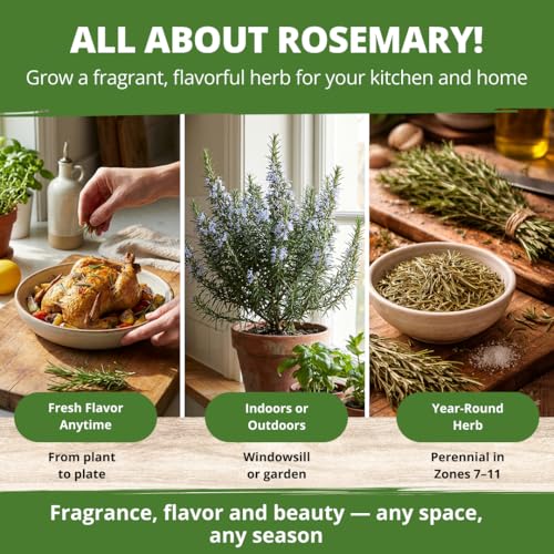 Image of HOME GROWN Non GMO Rosemary Seeds Pack - 150 High Germinating Heirloom Herb Seeds for Planting in Indoor or Outdoor Herb Gardens (Salvia rosmarinus)