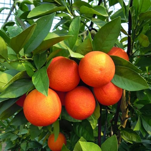 Cara Cara Orange Trees Live Plants, 2 to 3 Feet Tall, 1 Gallon Pot, Citrus Plant, Sweet Red Orange Fruit Tree for Planting Garden Indoor Outdoor, No Shipping to CA Cara Cara Orange Trees Live Plants, 2 to 3 Feet Tall, 1 Gallon Pot, Citrus Plant, Sweet Red Orange Fruit Tree for Planting Garden Indoor Outdoor, No Shipping to CA