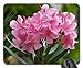 Produktbild Mauspads, Lorbeeren Laurier Roses Natur Blume Rosa Pflanzen Rutschfest Gaming Mauspad Langlebige Mousepad Für Büro Laptops Laptop 25X30Cm