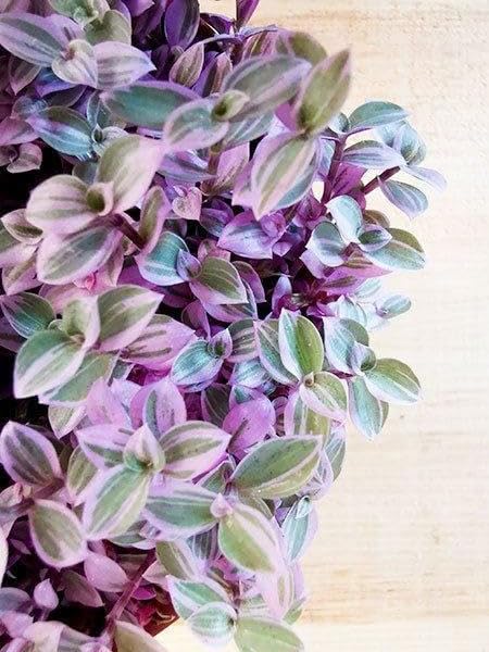 Greenursery Turtle Vine Indoor Plant For Home and Garden with Pot (Pack of 1) (Callisia repens ‘Bianca’) (B0D3BD2RM9) Amazon Price History, Amazon Price Tracker