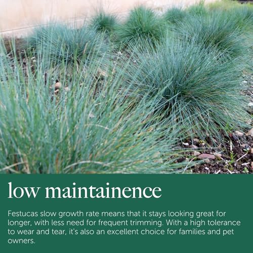 Carbeth Plants Blue Festuca Intense Ornamental Grass - 3 x 10.5cm Garden Ready Shrubs – Evergreen Plant for Rockeries and Borders - Outdoor Plants All Year Round