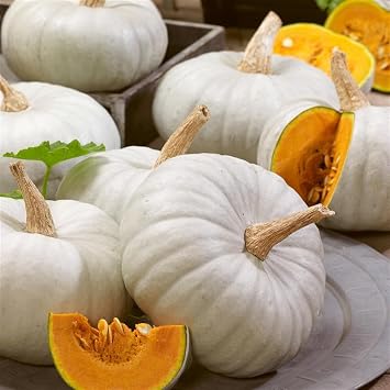 White Prince F1 Hybrid Pumpkin Seeds 1 Lb 3,200 Seeds Cucurbita Maxima True White Pumpkin Non-GMO, Annual 90-95 Days Decorative & Edible
