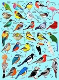 HXMARS Birds Jigsaw Puzzles 500-Pieces: Animal Birds Nature Musical Phonetic Puzzles Juego para niños Adultos en Familia - Decoración del hogar, 20'X 15' EN