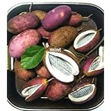 あけび 秋の味覚