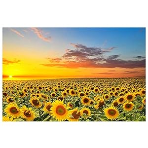 5D DIY Diamond Painting Volledige Boor Kruissteek Kit,Zonnebloem Landschap Diamant Schilderij Kits, Diamant Schilderij…