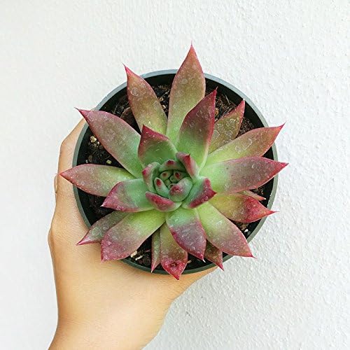 Miniatura 2 de Echeveria Agavoides Lápiz Labial Borde Rojo Suculenta (4 pulgadas)