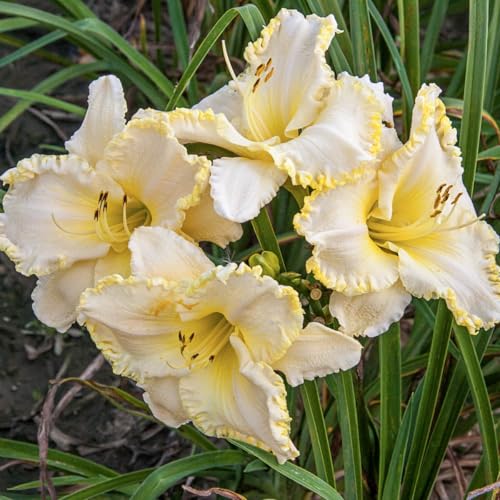 GARDENS ALIVE! Marquee Moon Daylily Starter