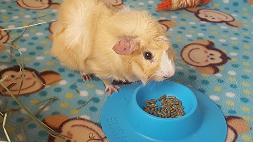 Staybowl Tip-Proof Ergonomic Pet Bowl For Guinea Pig And Other Small Pets; 1/4-Cup Size; Sky Blue #TOP6