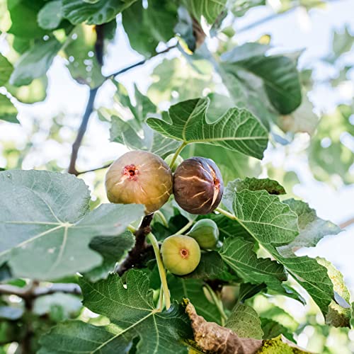 Olympian Fig Tree - 3 Live Starter Plants - Ficus Carica - Edible Fruit Tree For The Patio And Garden #TOP2