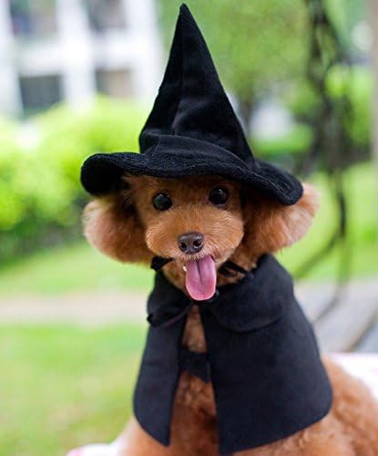 small dog witch costume