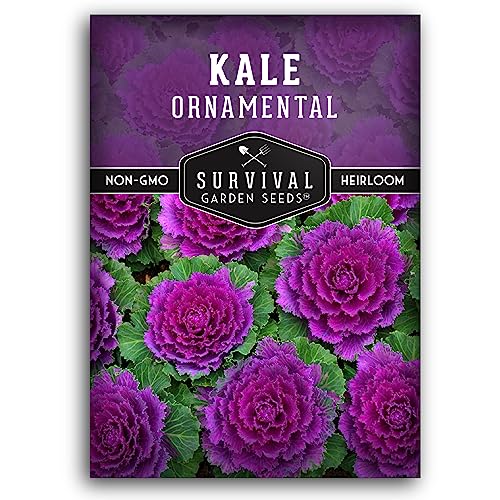 Ornamental Kale Seeds for Planting – Heirloom Flowering Cabbage Variety – Stunning Pink, Purple & White Decorative Plants for Fall & Winter Gardens – Survival Garden Seeds (1 Pack)