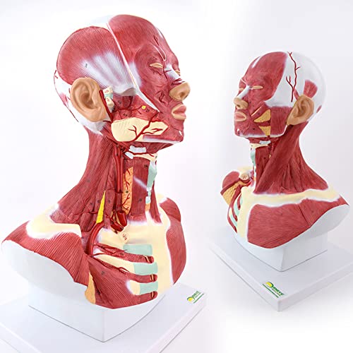 Modelo anatómico de cabeza y cuello con sistema vascular y nervioso adjunto al cerebro, muestra arteria cerebral, músculos del cuello miniatura 3