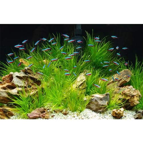 MIRRORANG 61x30cm Stein Aquarium Hintergrund Wasserpflanze Seegras Aquarium Hintergrund Flussbett & See Aquarium Hintergrund