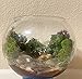 Terrarium,handmade terrarium plant with resin water,home decor terrarium,plant terrarium,resin terrarium,