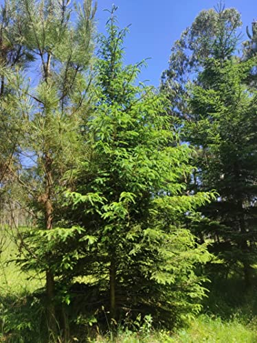 · ✔ Albero elegante e simmetrico, perfetto per giardini e zone montane.