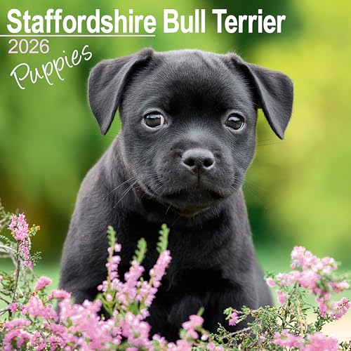 Staffordshire Bull Terrier Puppies 2026 Calendar | Square MONDAY START GRID Wall Calendar | Dog Breed Gift | Plastic Free Packaging | by Avonside Publishing