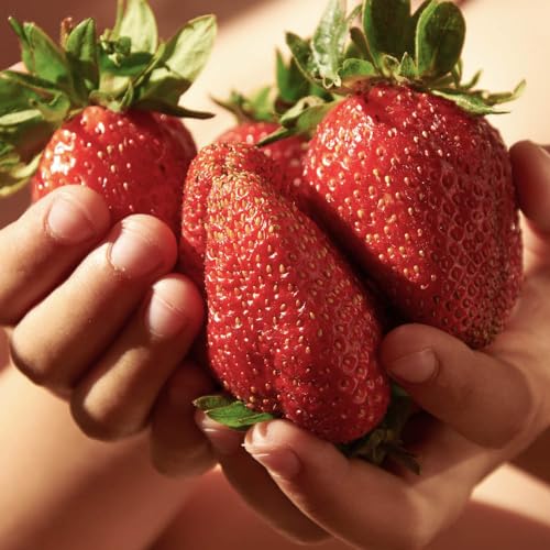 You Garden - Strawberry Plants 'Sweet Colossus', 12 Pack of Giant Strawberries, Jumbo Plug Plants, Grow Your Own, King Sized Fruit