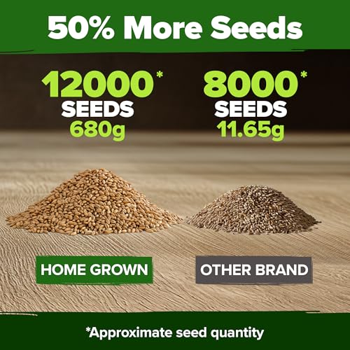 Image of HOME GROWN Hard Red Winter Wheatgrass Seeds 12,000+ Bulk 1.5 lb Heirloom Non-GMO, Sprouting for Juicing, Healthy Smoothies, Pet Cat Grass, Microgreens, Indoor Garden (Triticum aestivum)