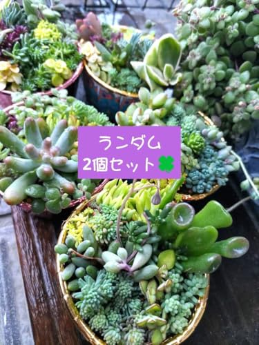 観葉植物 セダム 寄せ植え」の人気商品一覧 | 安い商品を通販サイト