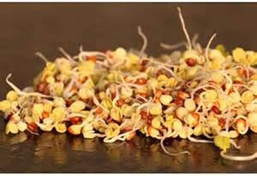 Miniatura 4 de Rábano rojo, microverde, germinación, 2 onzas, sin OMG, marca Country Creek LLC, alta germinación de brotes, semillas comestibles, jardinería,