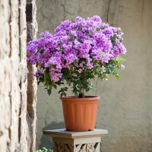 Image of 7 Inch Heavy Duty Plastic Planter | Grower Pot /Garden Pot for Home & Garden (Terracotta) (Pack of 1)