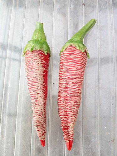 GRAINES DE PIMENT-VEZENA PIPERKA