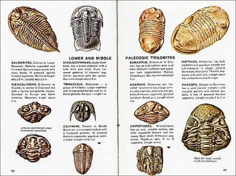 Fossils: A Fully Illustrated, Authoritative And Easy-To-Use Guide (A Golden Guide From St. Martin's Press) #TOP4
