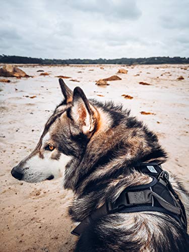 Embark Adventure Dog Harness, Easy On and Off with Front and Back Leash Attachment Points & Control Handle - No Pull Training, Size Adjustable and No Choke (Extra Large - Black)