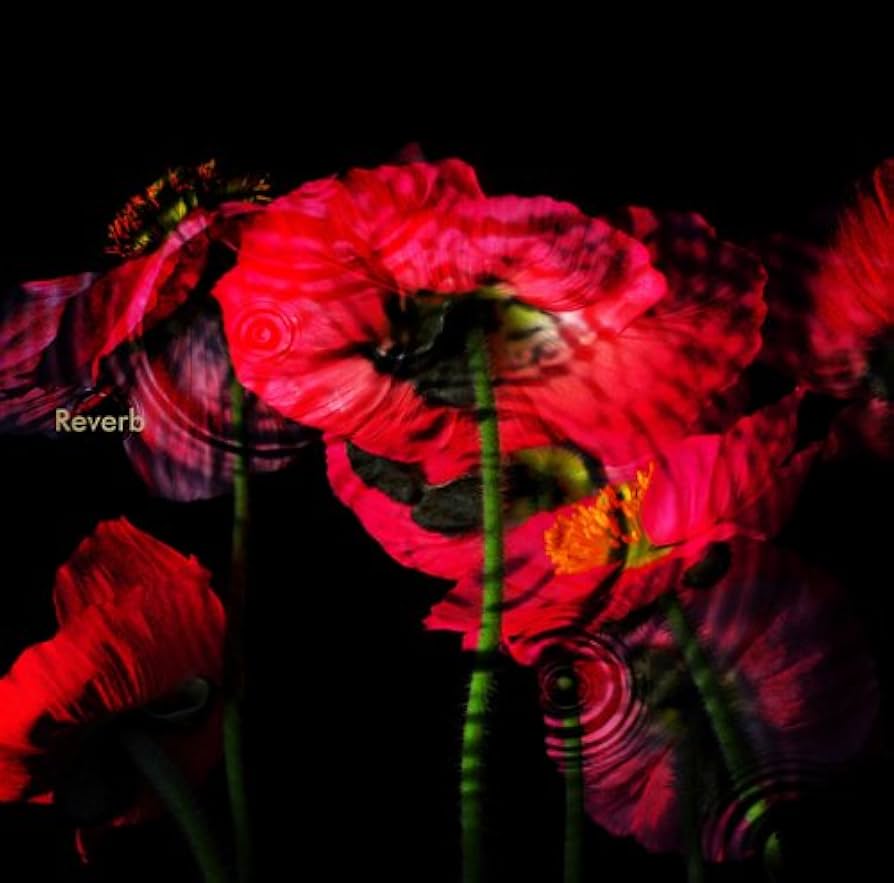 Amazon.co.jp: Reverb - 黒夢: ミュージック Amazon.co.jp: Reverb - 黒夢: ミュージック