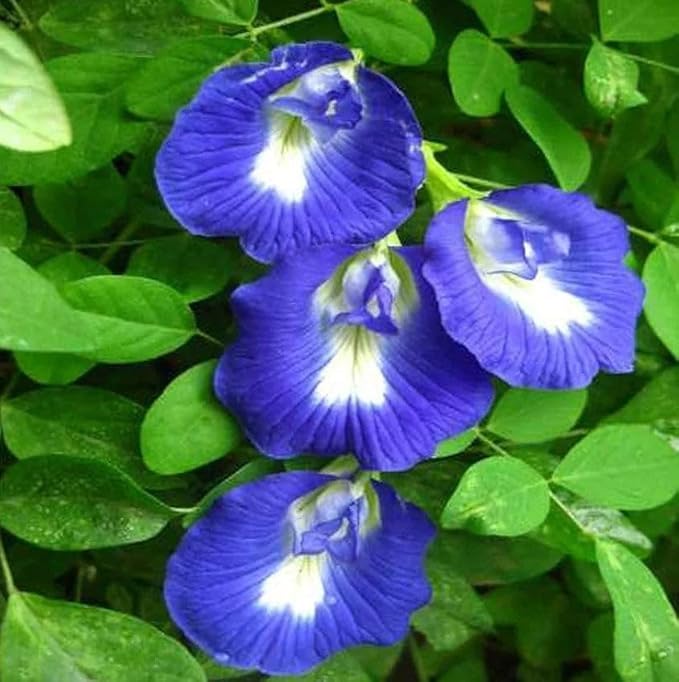 Image of live plants (APRAJITA PLANT)