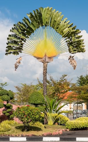 15 Graines Arbre du Voyageur - Ravenala madagascariensis - Plante tropicale spectaculaire en EVENTAIL - Arbre Fleur Jardin - 300