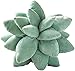 U-K Succulent Cactus - Cuscino decorativo per il giardino, con fiori 3D, per cuscini da giardino, cuscino decorativo decorativo per la casa, uso pratico e pratico