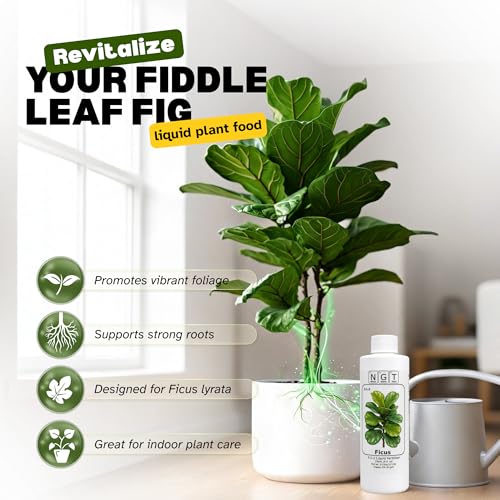 Fertilizante líquido 3-1-2 para Fiddle Leaf Fig 8 oz miniatura 2