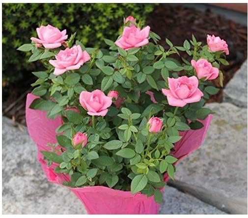 Growing Plants Original Live Rare Natural Pink Minichar Rose Flower Live/Original Plant With Black Plastic Pot (B0CGVFCVT5) Amazon Price History, Amazon Price Tracker