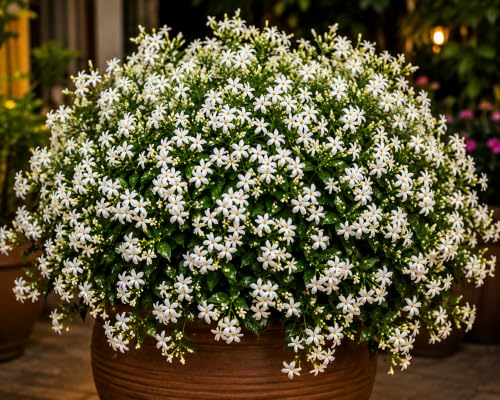 Image of Night Jasmine Flower Seeds Pack- Heavy Bloomer - Hybrid