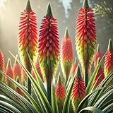 Red Hot Poker Seeds – Kniphofia Uvaria | Perennial | Drought-Tolerant & Pollinator-Friendly | Striking Torch-Like Blooms