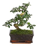  Bonsái Carmona Microphylla Natural Árbol Fácil de Mantener