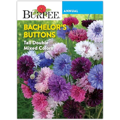 Burpee Tall Double Cornflower Seeds - Heirloom Blue Bachelor Buttons