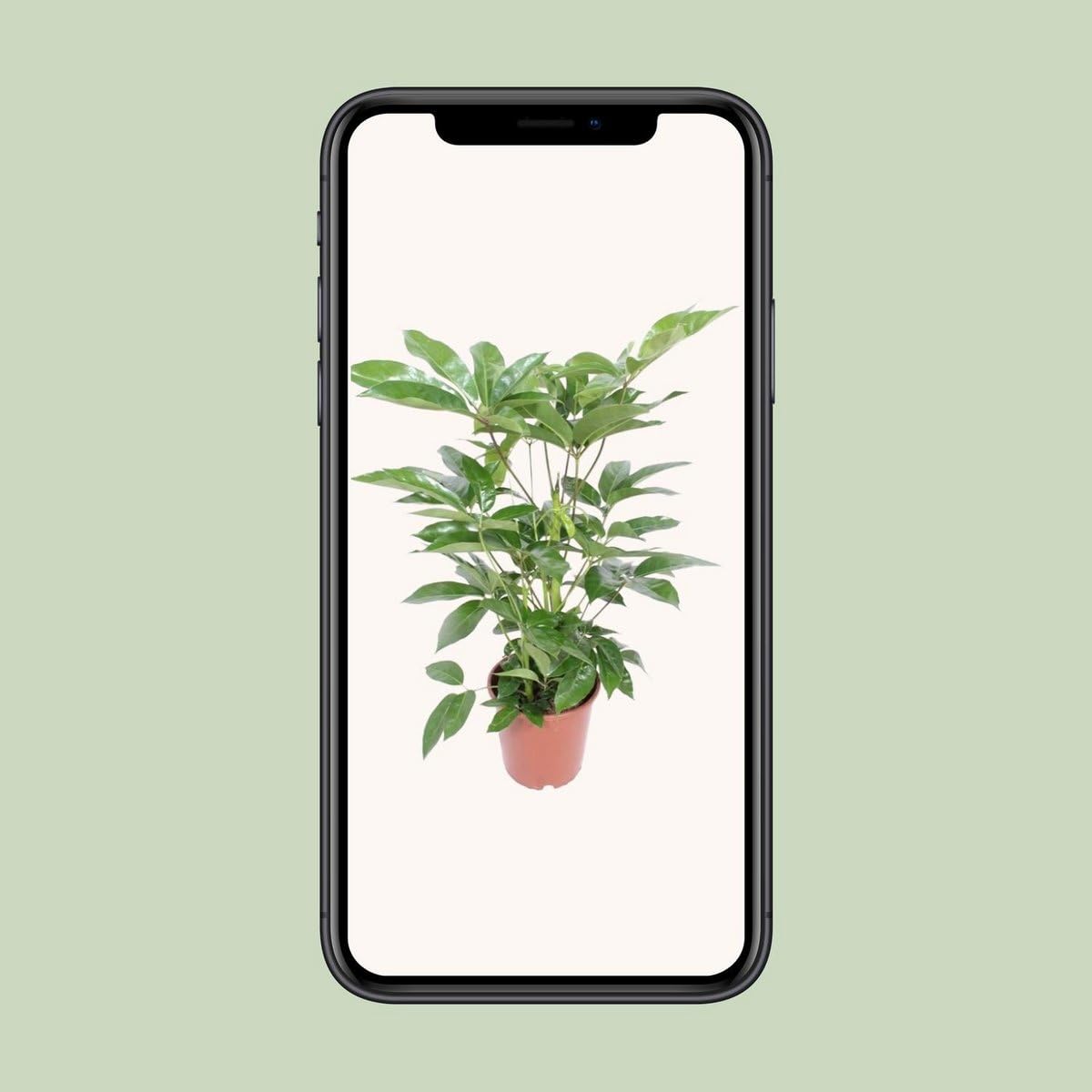 Zimmerpflanze Enthält Blattpflanze, Pflegeleicht, Luftreinigend, Schefflera, Parapluplanze, Für Wohnzimmer Büro Balkon, Grün, Ø24cm 100cm