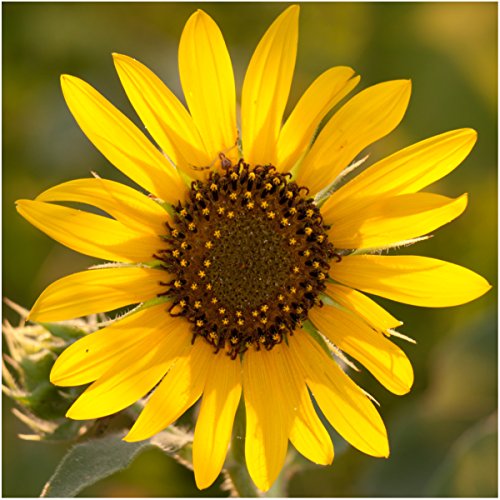 Seed-Needs-Bulk-Package-of-1000-Seeds-Sunflower-Crazy-Mixture-15-Varieties-Helianthus-annuus-Non-GMO Seed-Needs-Bulk-Package-of-1000-Seeds-Sunflower-Crazy-Mixture-15-Varieties-Helianthus-annuus-Non-GMO