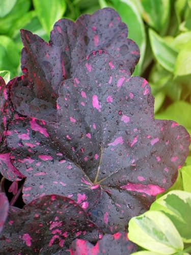 Perennial Farm Marketplace Heuchera x 'Midnight Rose' (Coral Bells) Perennial, Size-#1 Gallon, Pink Speckled Purplish Black Foliage