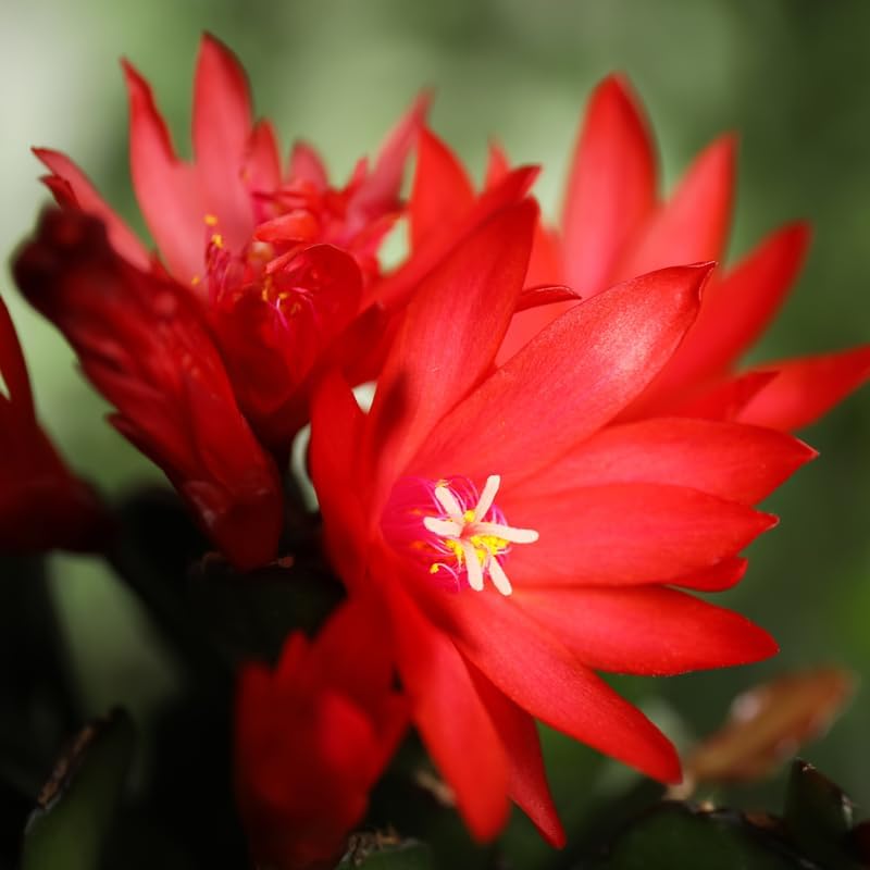 Miniatura 4 de Planta de cactus de Pascua roja, de 4 a 6 pulgadas, plantas de cactus de Pascua de primavera, planta suculenta para jardín interior