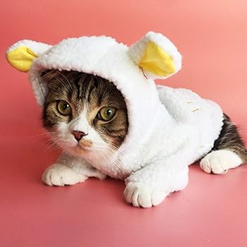 cat in winter clothes