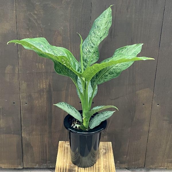 Amazon｜おしゃれ 観葉植物：ディフェンバキア：ティキ*6号 プラポット