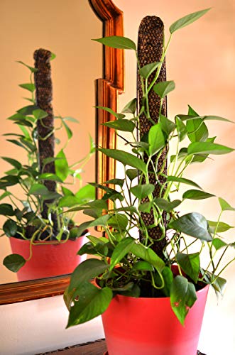 Mosser Lee ML1010H Totem Pole Plant Support, 24"