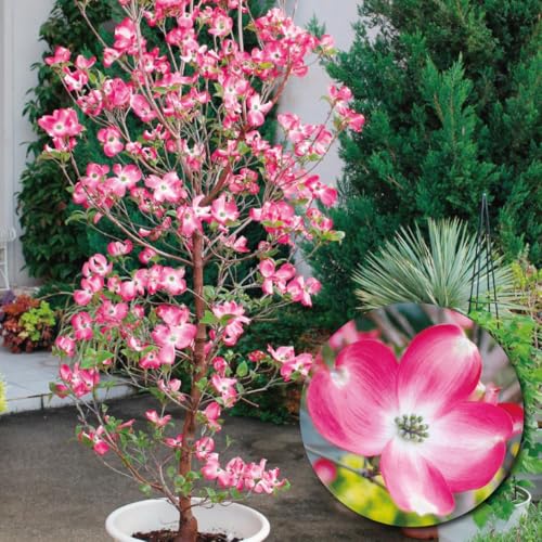 花木苗 ハナミズキ レッドビューティー 1株 / 国華園 25年秋商品のサムネイル