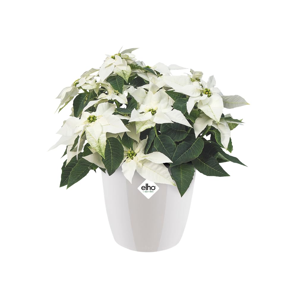 Elho Brussels Diamond Round 20 - Macetero por Interior - Ø 20.0 x H 18.6 cm - Blanco/White — view 7