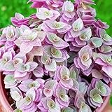 Creeping Pink Callisia Repens Plant Live, Tradescantia Callisia Repens Succulent Plants, Pink Turtle Vine Trailing Indoor Houseplant in 4' Pot